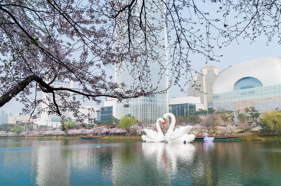 Mùa hoa anh đào ở bên hồ Seoul 