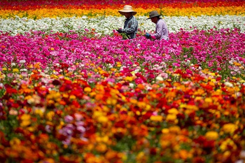 Hoa mao lương nhiều màu sắc rực rỡ
