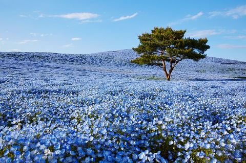 Biển hoa mắt xanh ở Nhật Bản