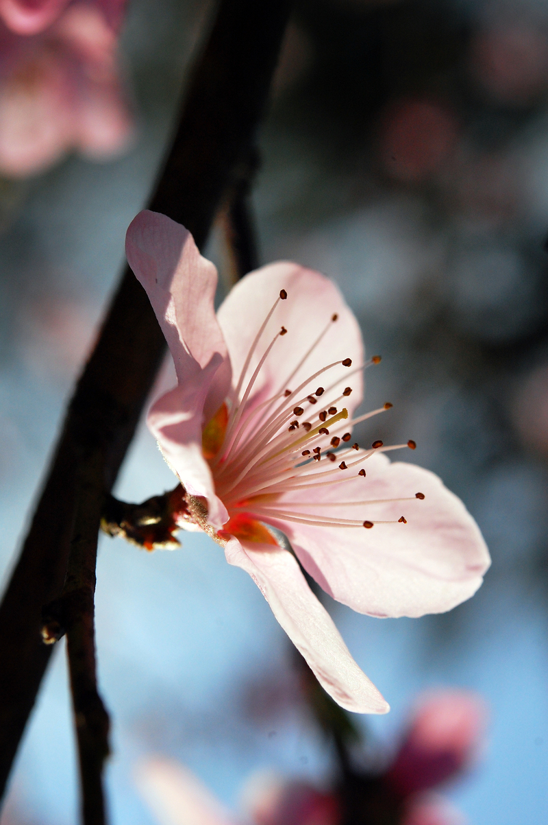 H&agrave; Nội - mười hai th&aacute;ng hoa