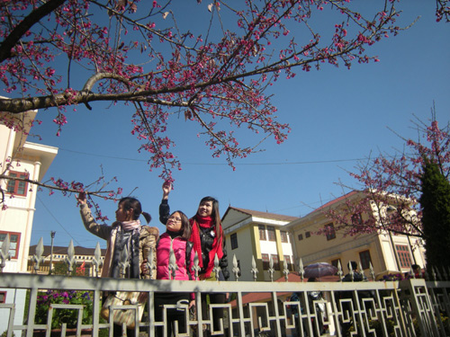 Hoa anh đ&agrave;o rợp sắc giữa bầu trời Sapa