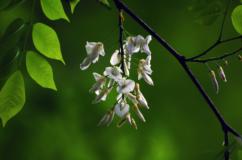 H&agrave; Nội - mười hai th&aacute;ng hoa