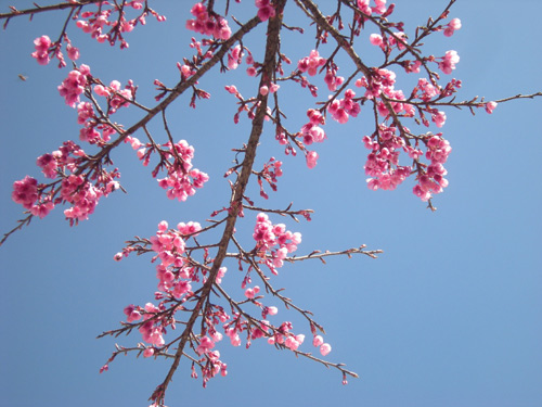 Hoa anh đ&agrave;o rợp sắc giữa bầu trời Sapa