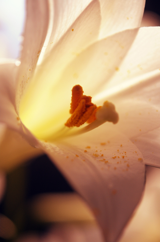 H&agrave; Nội - mười hai th&aacute;ng hoa