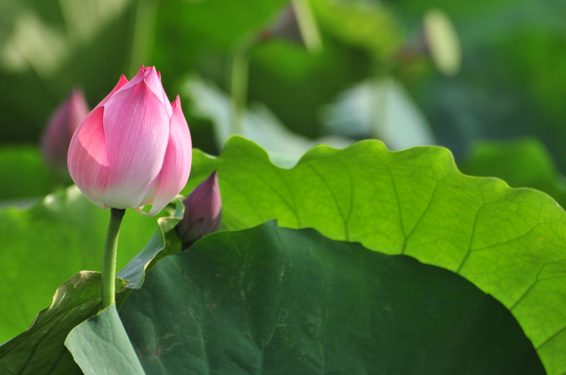 H&agrave; Nội - mười hai th&aacute;ng hoa