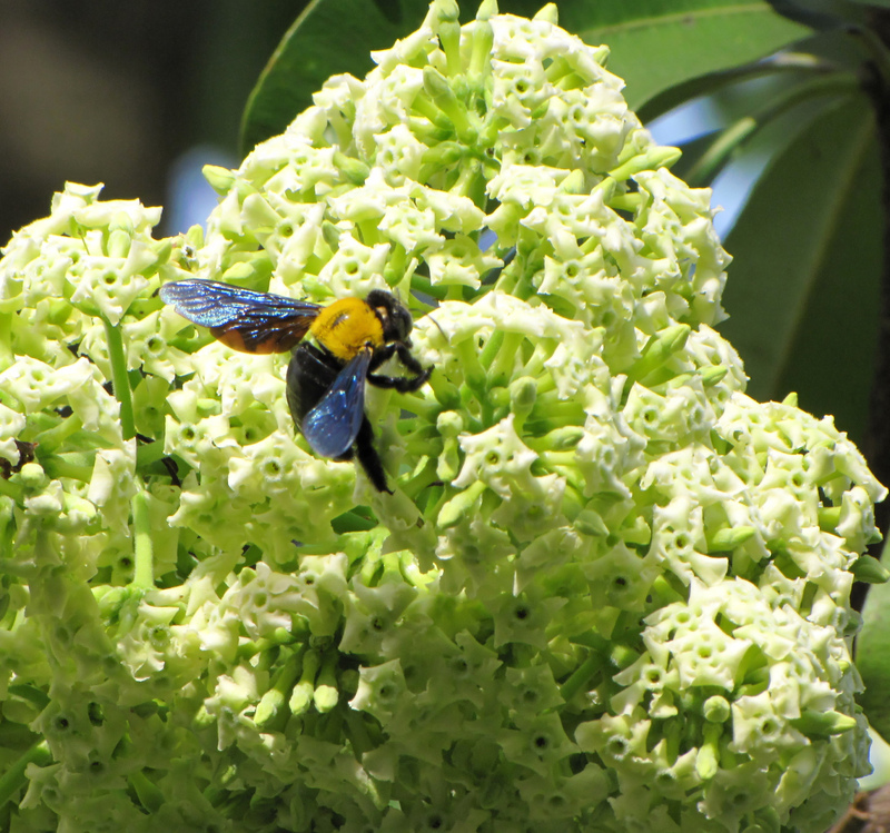 H&agrave; Nội - mười hai th&aacute;ng hoa