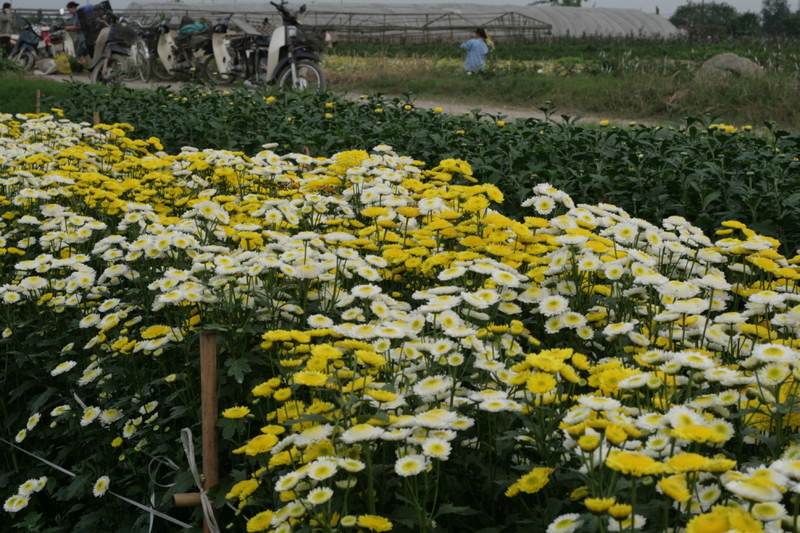 H&agrave; Nội - mười hai th&aacute;ng hoa