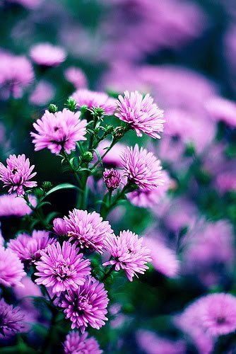 H&agrave; Nội - mười hai th&aacute;ng hoa