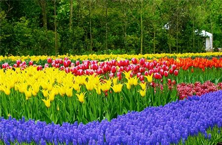 "Ngất lịm" thiên đường hoa Keukenhof