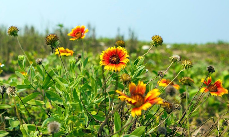 hoa nở tr&ecirc;n c&aacute;t ở Cửa L&ograve; 