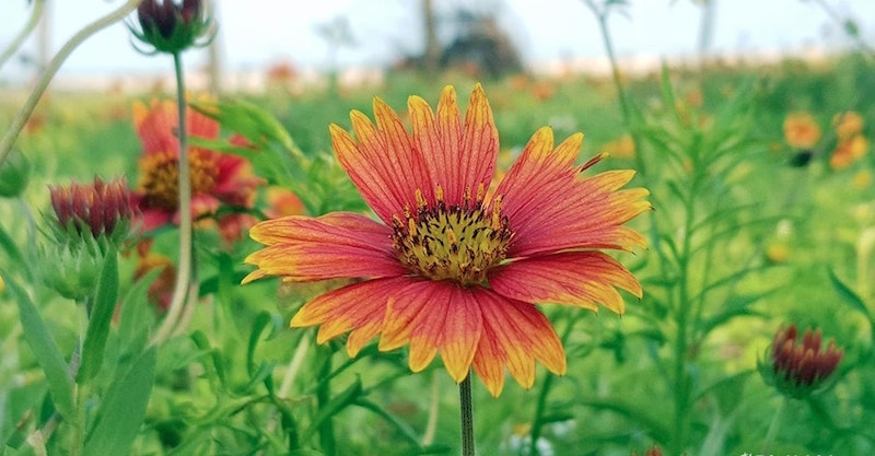 hoa nở tr&ecirc;n c&aacute;t ở Cửa L&ograve; 