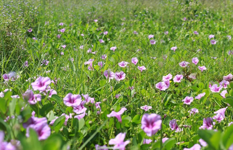 hoa nở tr&ecirc;n c&aacute;t ở Cửa L&ograve; 