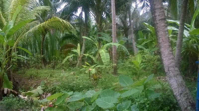 Một góc vườn dừa ở Bến Tre