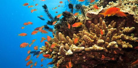 Rạn san hô ở Úc