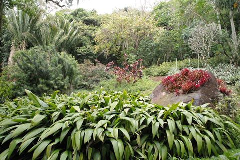Vườn của Sítio Roberto Burle Marx