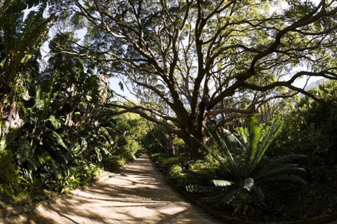Vườn Bách thảo Kirstenbosch