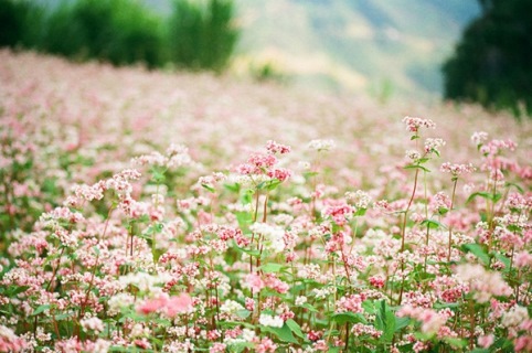 M&ugrave;a hoa tam gi&aacute;c mật ở H&agrave; giang