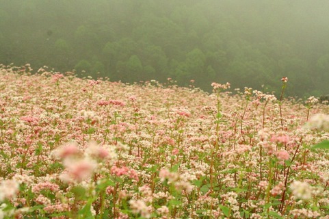 M&ugrave;a hoa tam gi&aacute;c mật ở H&agrave; giang