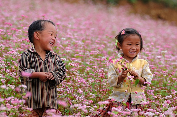 M&ugrave;a hoa tam gi&aacute;c mật ở H&agrave; giang