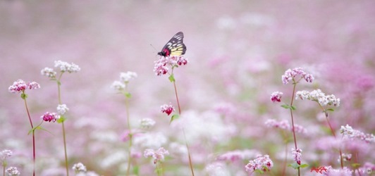 M&ugrave;a hoa tam gi&aacute;c mật ở H&agrave; giang