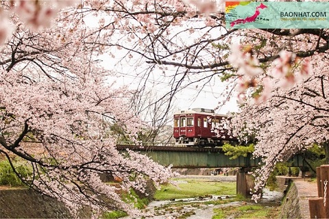 Sắc hoa anh đào ở Kansai