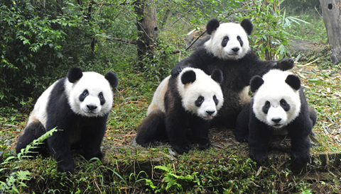 Gấu trúc Panda khổng lồ.