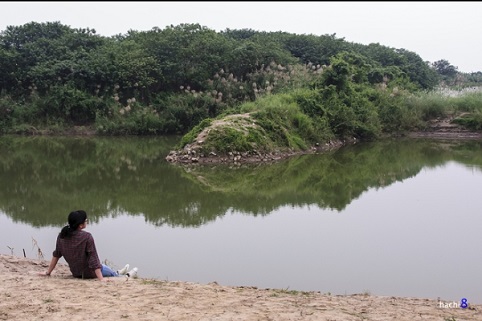 C&aacute;nh đồng lau giữa l&ograve;ng H&agrave; Nội