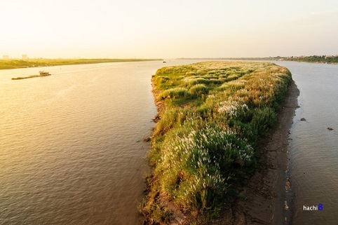 C&aacute;nh đồng lau giữa l&ograve;ng H&agrave; Nội