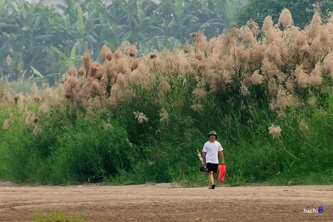 C&aacute;nh đồng lau giữa H&agrave; Nội