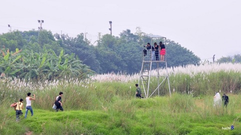 C&aacute;nh đồng lau giữa H&agrave; Nội