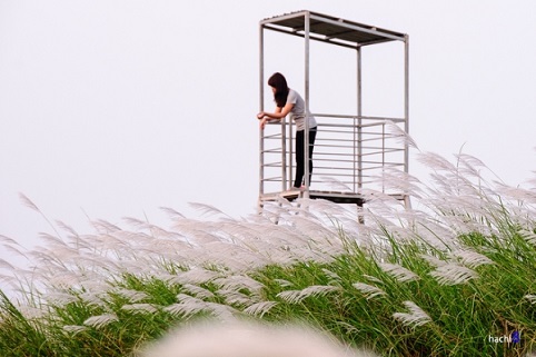 C&aacute;nh đồng lau giữa H&agrave; Nội