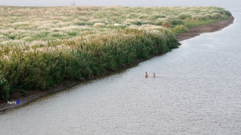 C&aacute;nh đồng lau giữa l&ograve;ng H&agrave; Nội