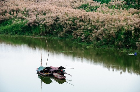 C&aacute;nh đồng lau giữa l&ograve;ng H&agrave; Nội