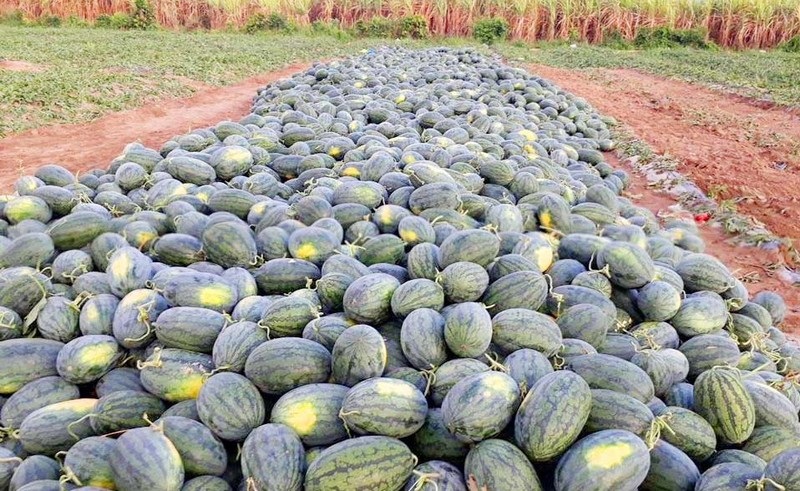 Dưa hấu mùa thu hoạch trên đất Nga Sơn