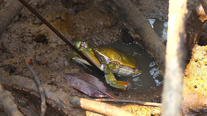 Cua Cà Mau là một trong những đặc sản nổi tiếng