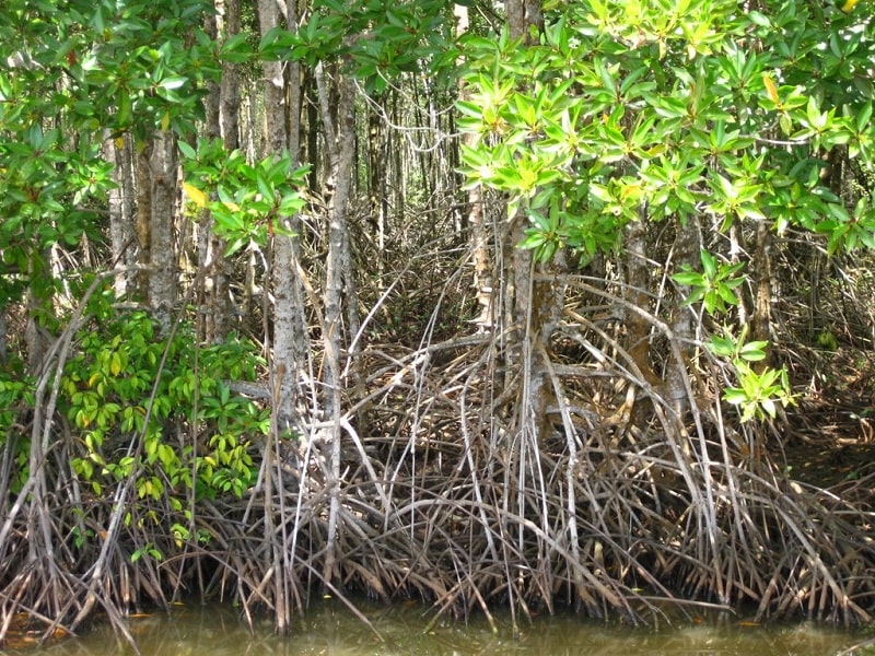 Cây đước loại cây phổ biến ở rừng ngập mặn Cà Mau