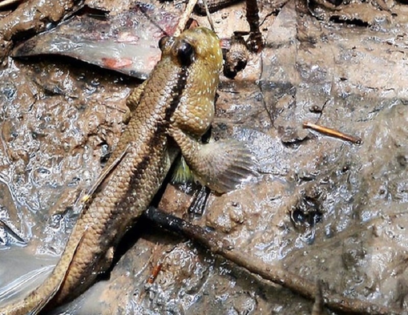 Hệ sinh thái nơi đây rất phong phú đa dạng