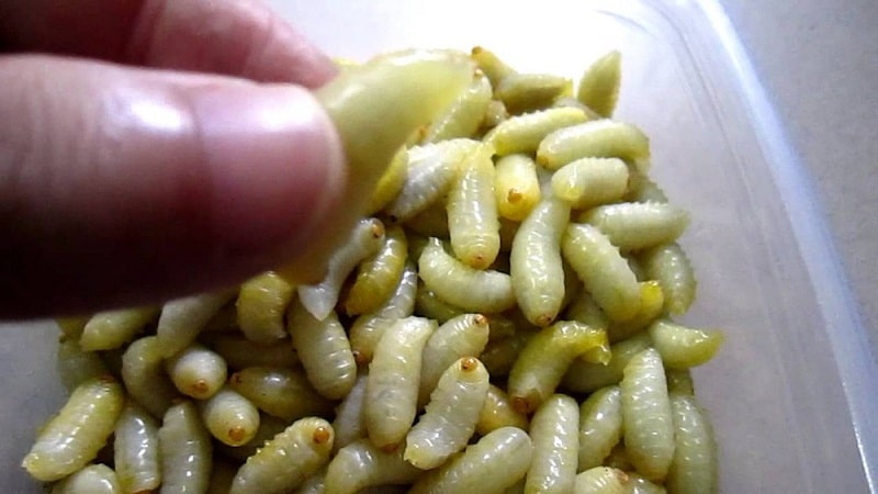 Nhộng ong đặc sản rừng ngập mặn