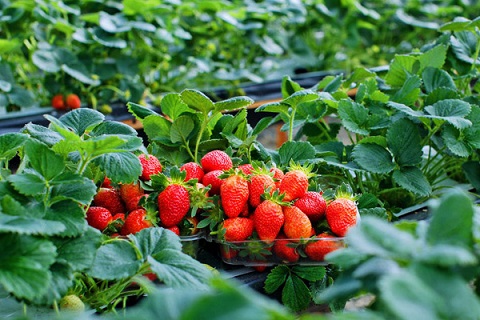 Strawberry Park hydroponic growing method