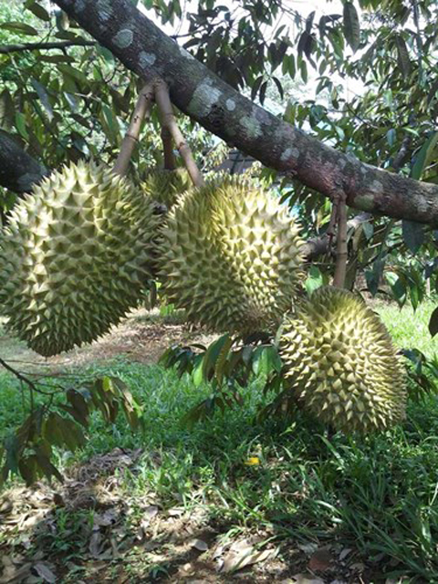  Vườn tr&aacute;i c&acirc;y Nam Nhi &ndash; L&acirc;m Đồng