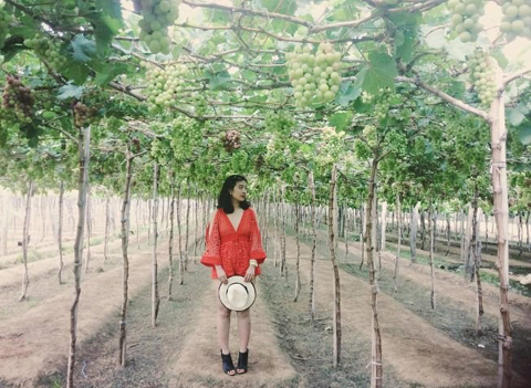 Vườn nho Ba Mọi &ndash; Ninh Thuận