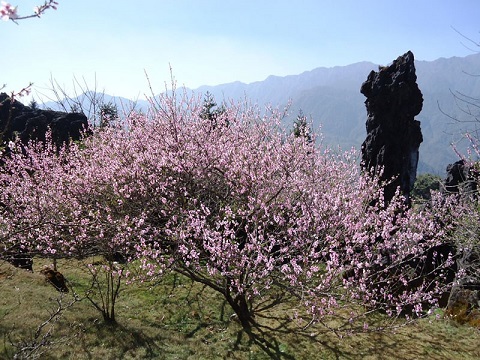 Hoa đào khoe sắc muôn nơi mang hơi thở ấm áp mùa xuân