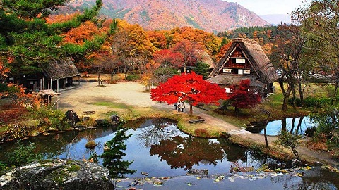 Sắc đỏ vàng lá cây tô điểm vẻ đẹp cho khu làng cổ Nhật Bản
