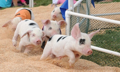 Lễ hội lợn