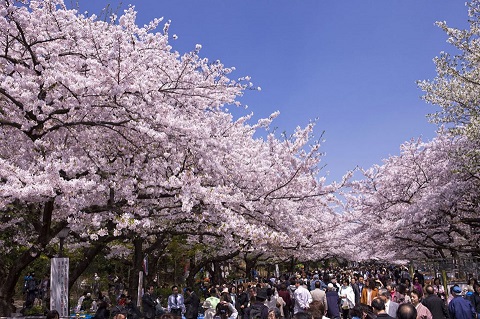 Lễ hội hoa mùa xuân ở Nhật bản