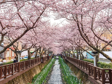 Lễ hội hoa anh đào, Hàn Quốc