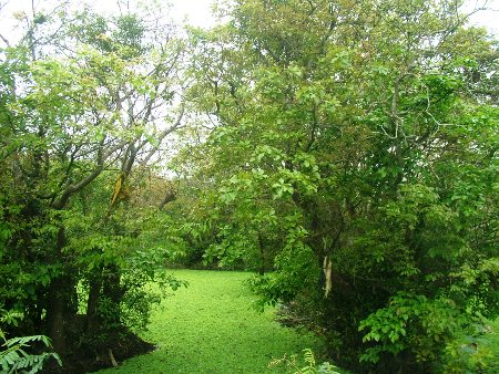 Cho&aacute;ng ngợp khu rừng lộc vừng cổ thụ trị gi&aacute; h&agrave;ng trăm tỷ