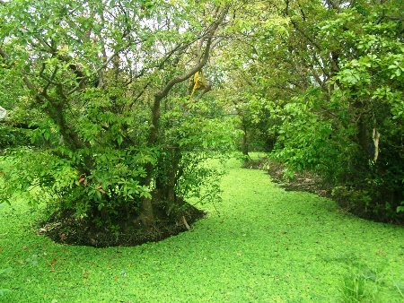 Cho&aacute;ng ngợp khu rừng lộc vừng cổ thụ trị gi&aacute; h&agrave;ng trăm tỷ