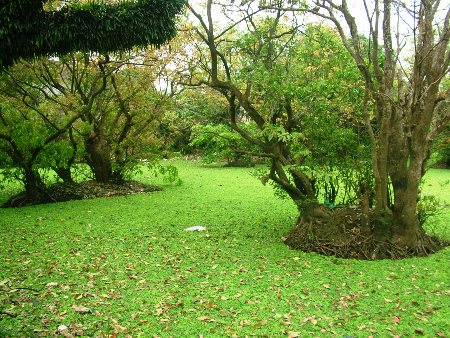 Cho&aacute;ng ngợp khu rừng lộc vừng cổ thụ trị gi&aacute; h&agrave;ng trăm tỷ