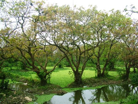 Cho&aacute;ng ngợp khu rừng lộc vừng cổ thụ trị gi&aacute; h&agrave;ng trăm tỷ